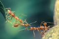 extermination de fourmis