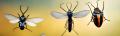 Extermination D’Insectes Volants