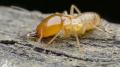 extermination termites