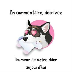 Lounika Comportement Canin