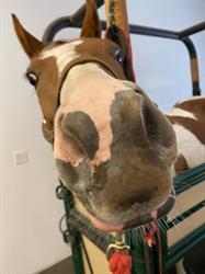 Plough Equine Veterinary Services; Specialist in equine reproduction