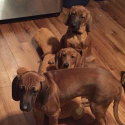 Our Dog Food Fund Pet Boarding