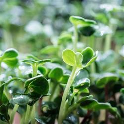 Pureland Greenhouse