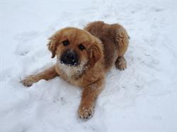 Peace River Kennels
