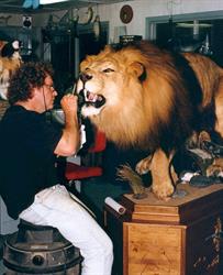 Taxidermie Damours Nature