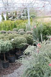 Woolverton Nursery