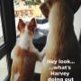 Even Your Dogs Will Enjoy Our Window Replacement Projects Even Your Dogs Will Enjoy Our Window Replacement Projects