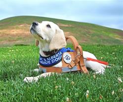 BC & Alberta Guide Dogs