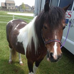 Atkins Pony Rides and riding lessons