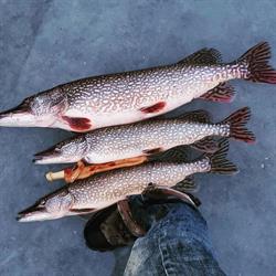 Chilly Willys Ice Fishing Adventures