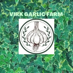 Virk Garlic Farm