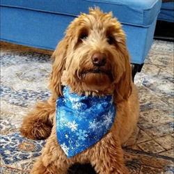 Hamilton Region Emergency Veterinary Clinic