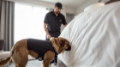 Seaside Pest Control Technician Performing K9 Bed Bug Detection Service in Strata Property in Burnaby