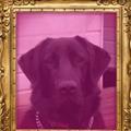 Rock Helpinganimalsfindhomes